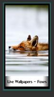 live wallpapers - renards Affiche