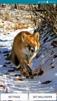 live wallpapers - renards capture d'écran 1