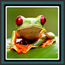 fonds d'écran - grenouille APK