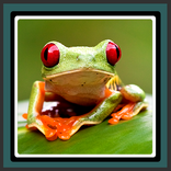 wallpaper hidup - katak