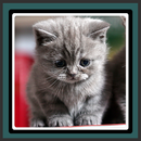 live wallpapers - kittens-APK