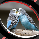 APK sfondi live - uccelli amore