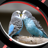 Fonds d'écran live - love bird icône
