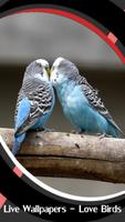 Fonds d'écran live - love bird Affiche