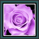 Fonds d'écran - Purple Rose APK