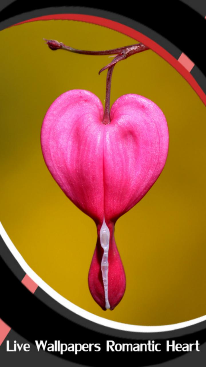 Wallpaper Jantung Romantis For Android APK Download