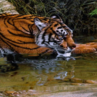 Tiger In River LWP icône
