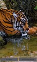 Tiger In River LWP Affiche