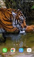 Tiger In River LWP capture d'écran 1