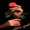 Valentine Red Rose LWP