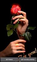 Valentine Red Rose LWP poster