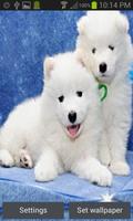 White Baby Dog LWP 海報