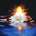 White Flower Fire LWP icon