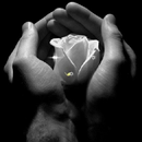 White Rose Magic LWP APK