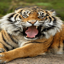 Wild King Live Wallpaper APK