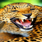 Wild Leopard Roar LWP icône