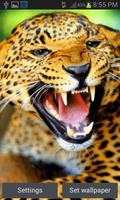 Wild Leopard Roar LWP Affiche