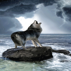 Wolf Barking Live Wallpaper icône