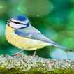 Yellow Blue Bird LWP