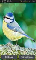 Yellow Blue Bird LWP Plakat