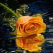 Yellow Rose Reflection LWP