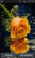 Yellow Rose Reflection LWP poster