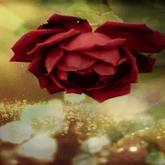 Beautiful Red Rose LWP アプリダウンロード