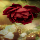 Beautiful Red Rose LWP icon