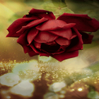 Beautiful Red Rose LWP icône