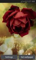 Beautiful Red Rose LWP Affiche