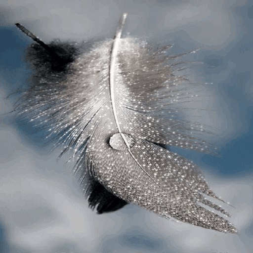Bird Feather Live Wallpaper