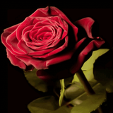 Bloomy Rose Live Wallpaper icon