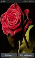 Bloomy Rose Live Wallpaper-poster