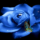 Blue Butterfly Rose LWP ícone