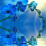 Blue Orchid Live Wallpaper icône