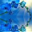 Blue Orchid Live Wallpaper