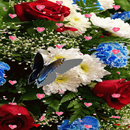 Butterfly Flowers LWP APK