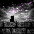 Cat In Night LWP APK