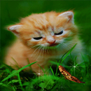 Cute Cat Butterfly LWP APK