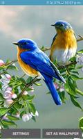 Cute Blue Birds LWP plakat