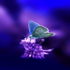 Cute Butterfly Live Wallpaper icône