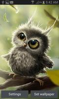 Cute Owl Baby LWP Cartaz