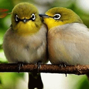 Cute Love Birds LWP APK