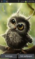 Cute Small Owl LWP Cartaz