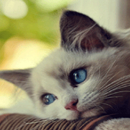 Cute Sad Cat LWP APK