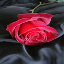 Desert Rose Live Wallpaper APK