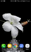 2 Schermata Dewy Flower Live Wallpaper