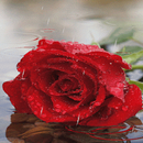 Dewy Rainy Rose LWP APK