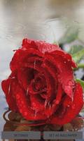 Dewy Rainy Rose LWP poster