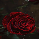 Dewy Red Rose LWP APK